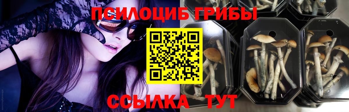 Псилоцибиновые грибы ЛСД  цены наркотик  Псилоцибиновые грибы ЛСД  Аша 